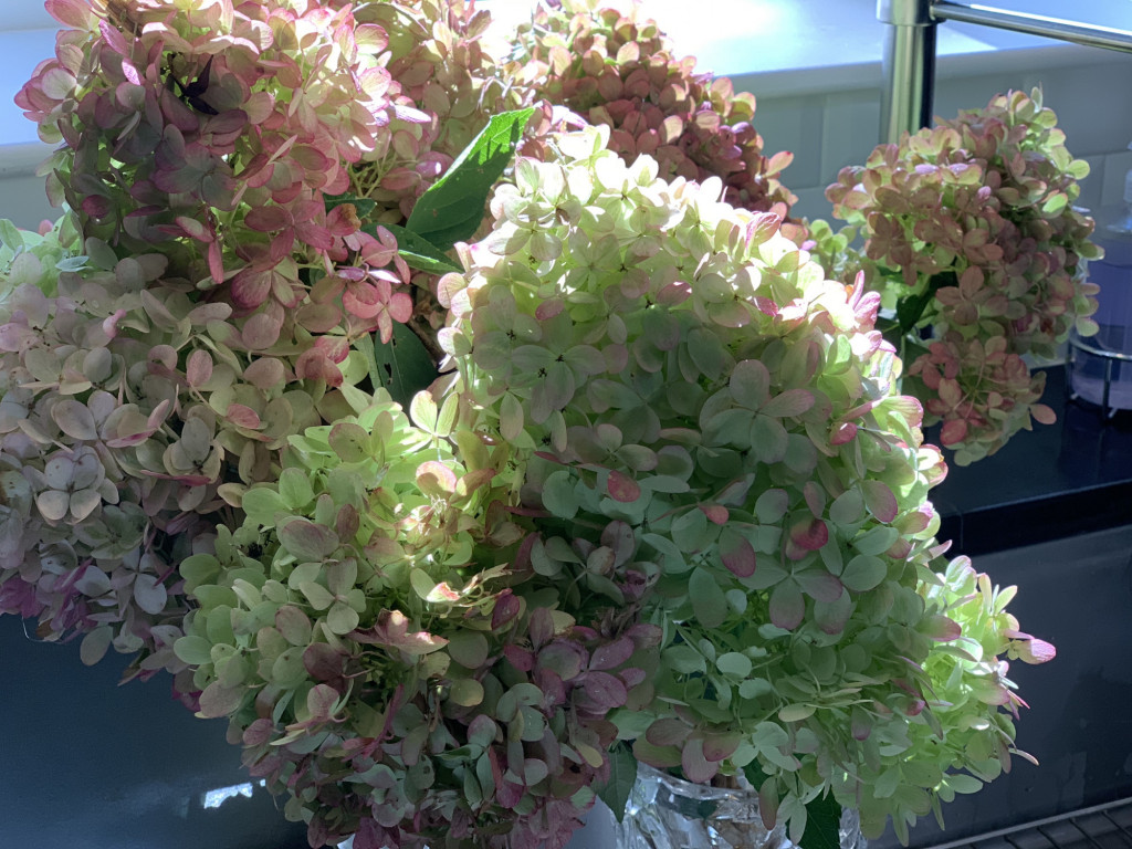 DRIED HYDRANGEAS MoBayGirl